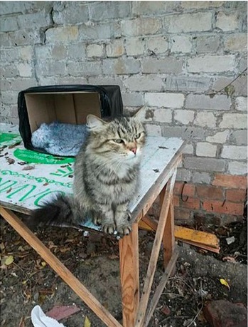 Самарская кошка два месяца ждет своих хозяев на одном месте