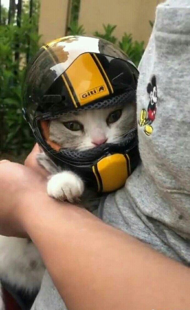 РљРѕС‚ РІ С€Р»РµРјРµ