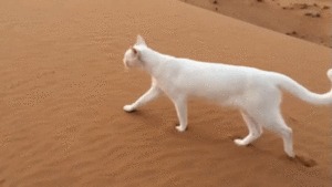 Как кошка оставляет свои следы