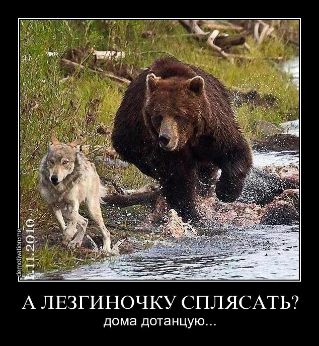 Дагестанский медведь.