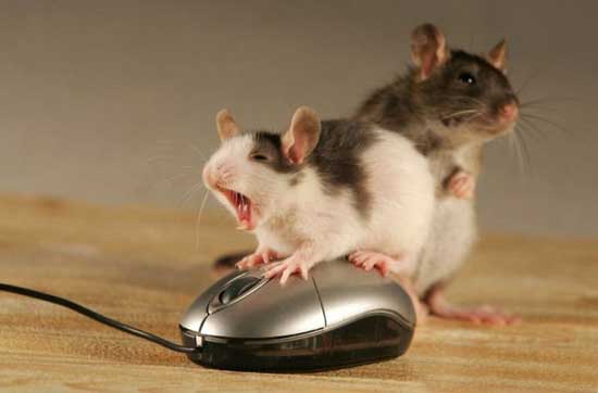Атака крыс и мышей на планету началась!
