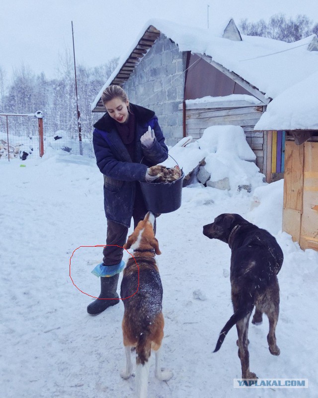 Успешный российский фотограф бросила работу и теперь живёт за городом с сотнями больных животных