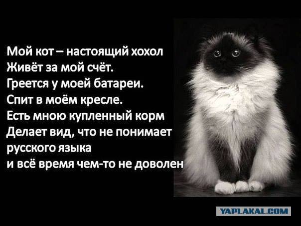 Картинки из этих ваших интернетов