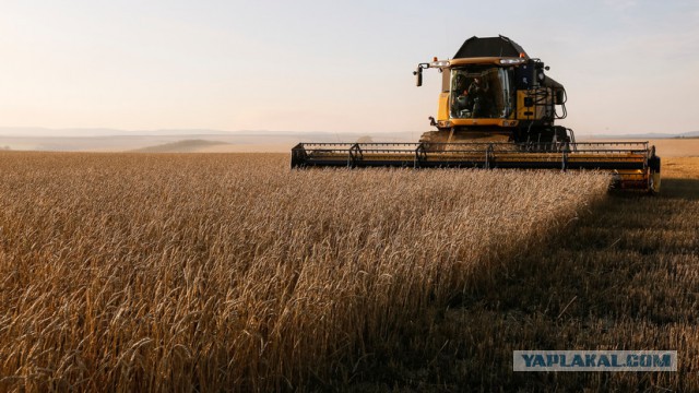 Рекордные объемы экспорта пшеницы из России угрожают благосостоянию фермеров США