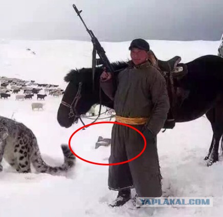 Монгольский пастух со своим ручным снежным барсом
