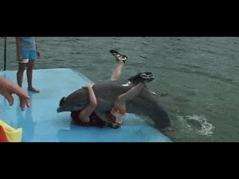 Секс Девушек С Дельфинами Любительское Видео