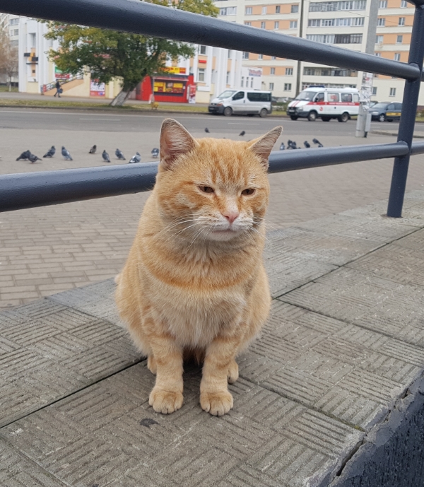 Доступно обновление кота с лампой