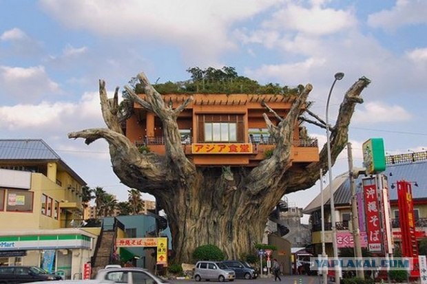 Дерево-ресторан (6 фото)