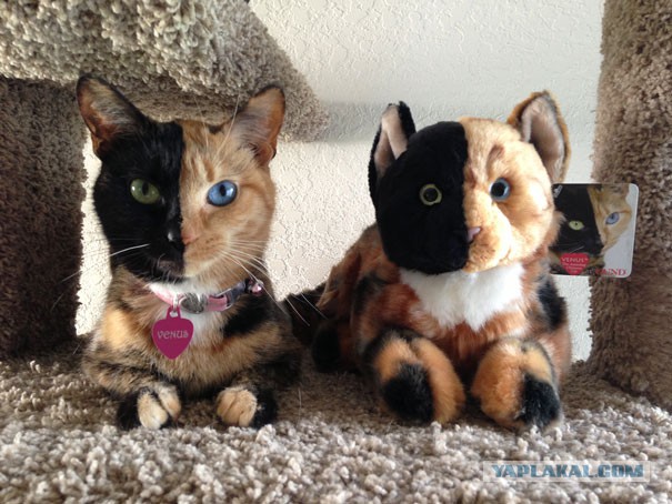 Кошка с двумя лицами