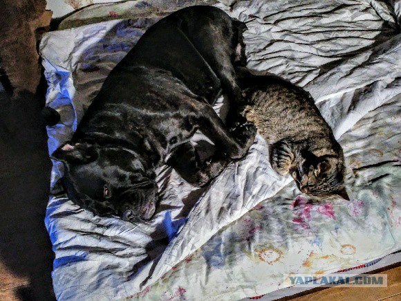 Бездомные кот и собака вместе спасались от холода и вместе попали в приют
