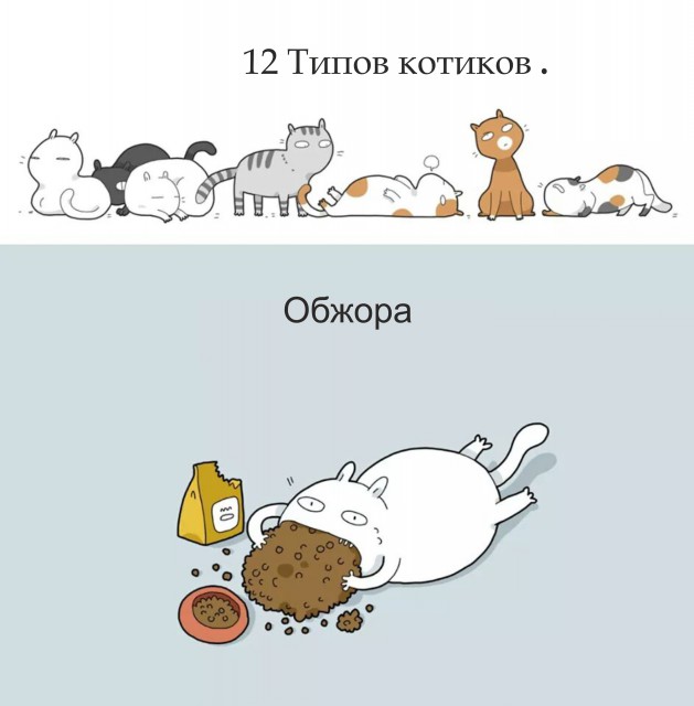 Класификация котов в картинках