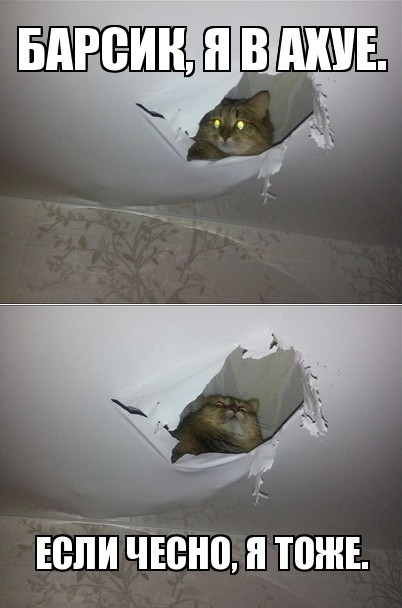 Коты И Натяжные Потолки