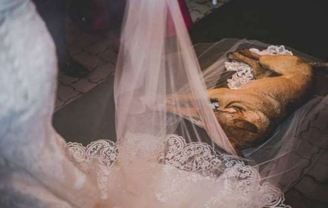 Бездомная собака, едва не испортившая свадьбу, обрела новых хозяев в лице молодоженов