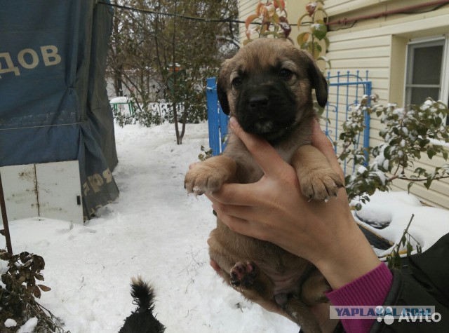 Раздаем щенят в Ростове-на-Дону