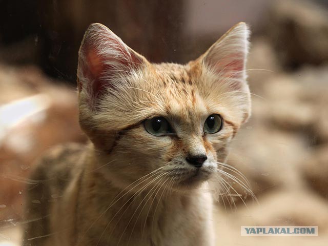 Барханная кошка Ротем родила котят