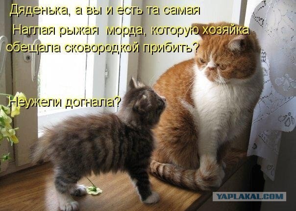 Забавные картинки с котами из сети