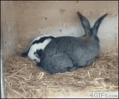 Из жизни кролика