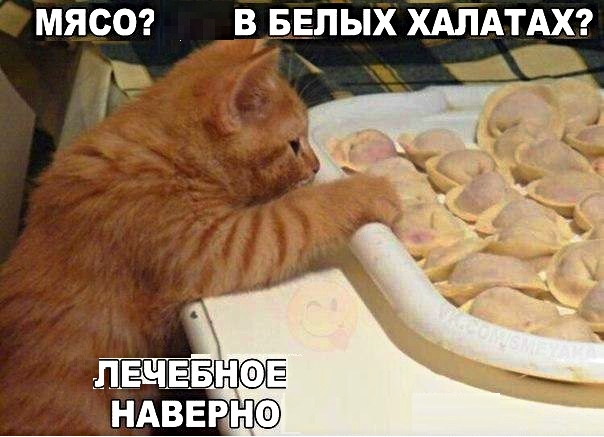 Картинки с надписями с котами и про котов