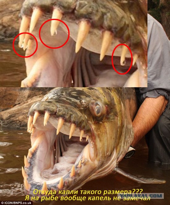 Мега-пиранья или помесь рыбы с крокодилом?