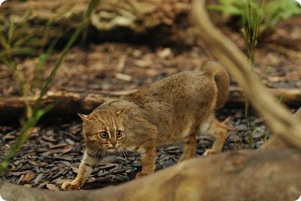 Ржавая кошка: Убийца с ладошку. Вдвое меньше обычного кота, но настоящие берсерки в плане охоты