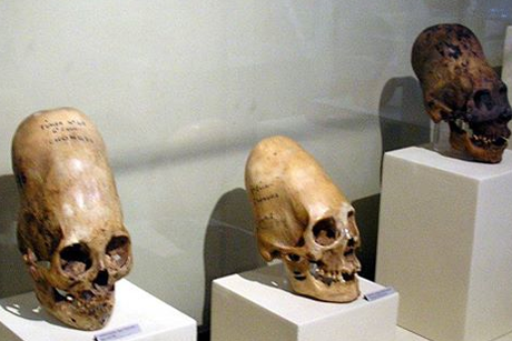 Три новых удлиненных черепа обнаружили в Антарктид