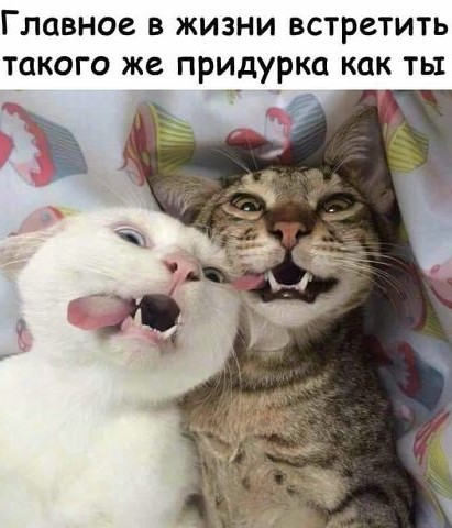 Картинки с котами и про котов