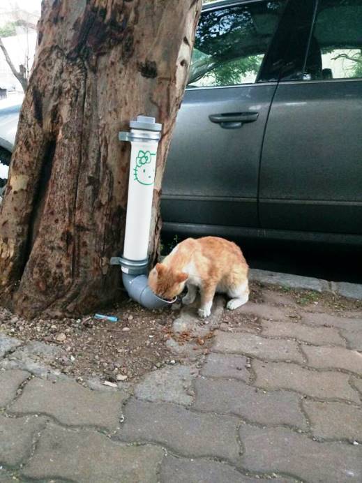 Бездомные коты Дамаска