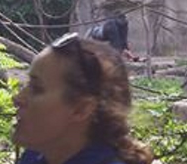 Ребенок попал в вольер с гориллами