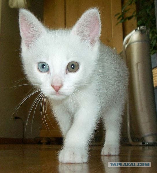 Кот с разным цветом глаз