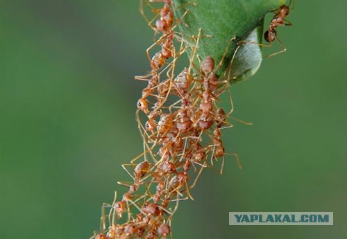 10 самых невероятных муравьиных фактов