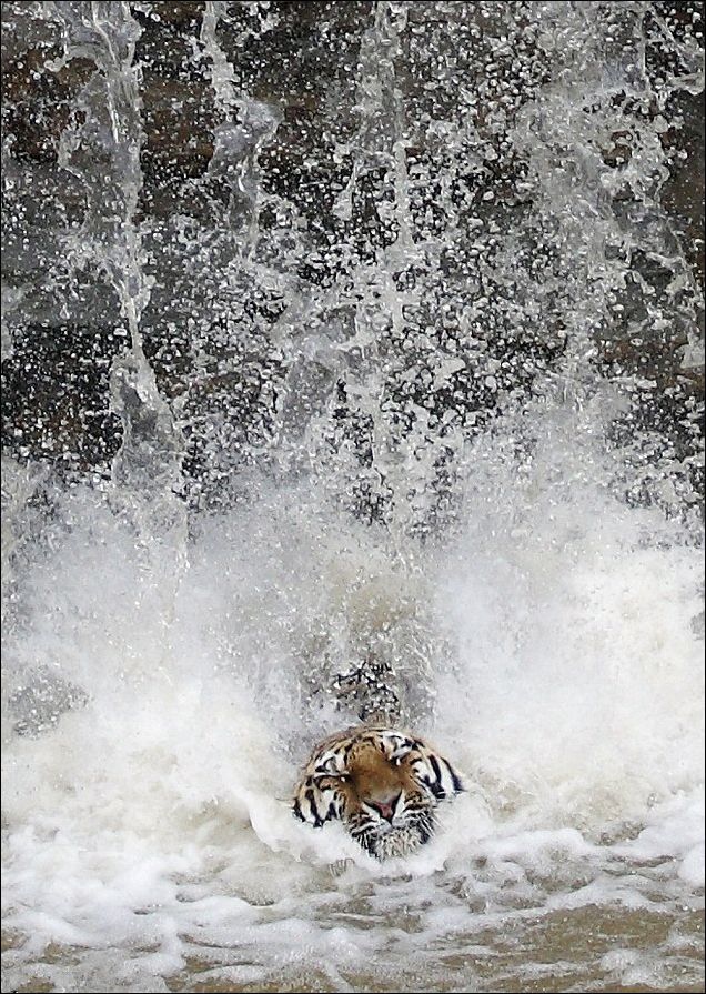 Как охлаждаются амурские тигры?