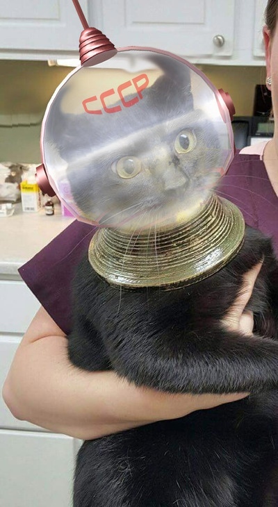 Хозяйка выложила в сеть фото своего кота