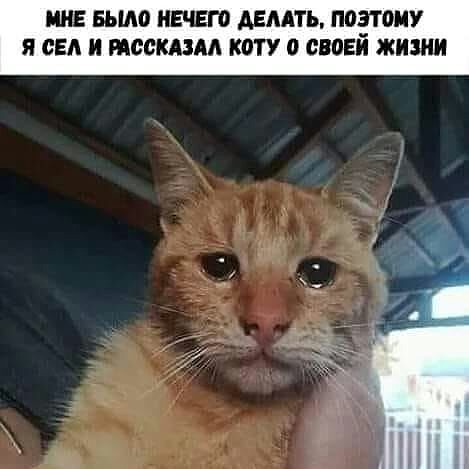 Кот плачет