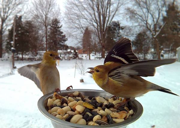 "Поставил кормушку за окном и всю зиму фотографировал птиц, которые прилетали покушать"