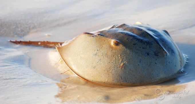 Фото: yaplakal.com