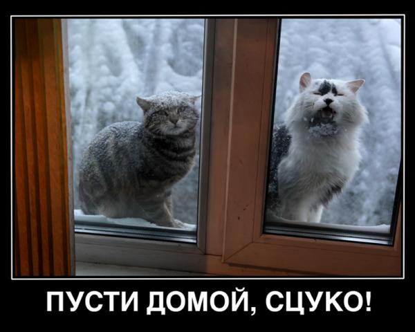 Реакция кошки на смену окна