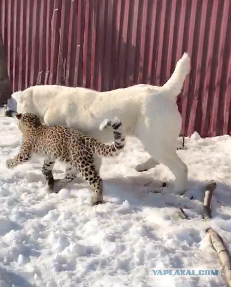 Собака взяла на воспитание леопарда