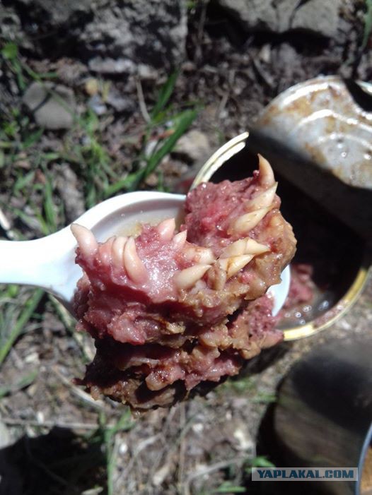 В Зауралье в школьном супе нашли странный кусок мяса с белыми отростками