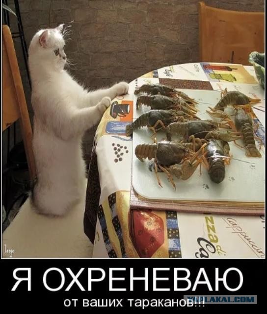 Котаны...