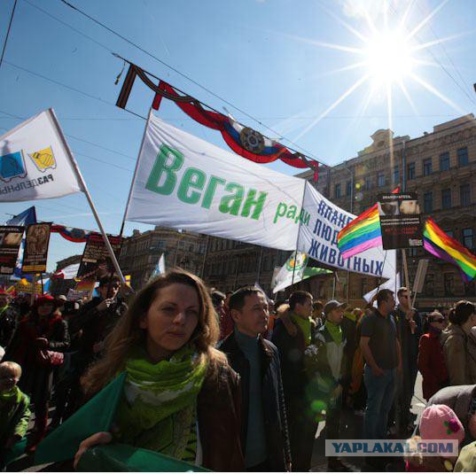 Полиция Петербурга остановила драку веганов с ЛГБТ-активистами