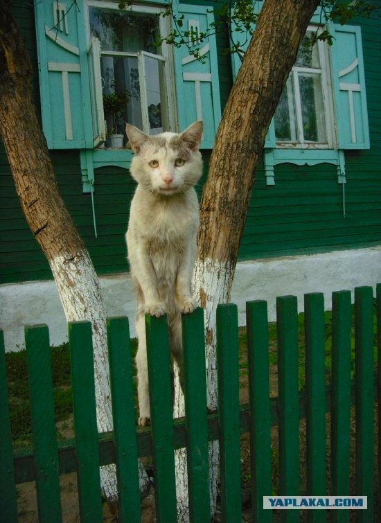 Кот - хипстер