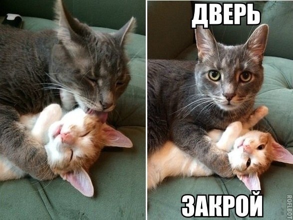 С Днем кошки!