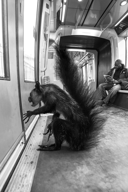 Дикие животные в метро.