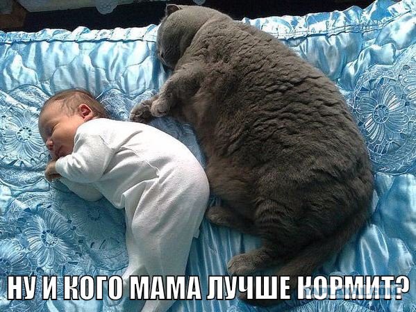 Котовторник