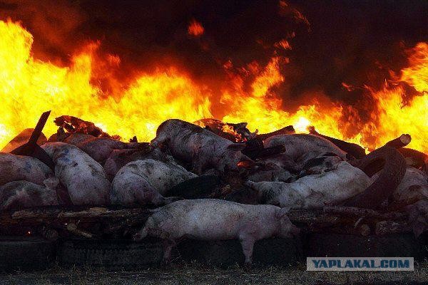 Уничтожение свиней или людей?