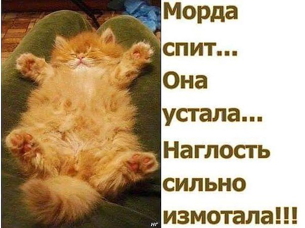 Коты из ваших этих интернетов