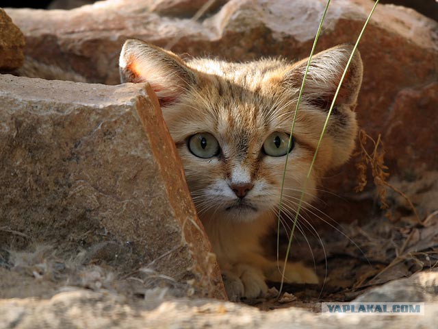 Барханная кошка Ротем родила котят