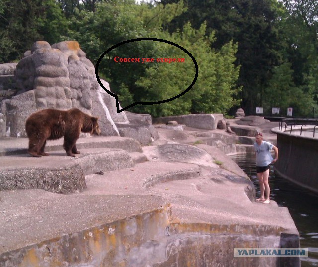 В варшавском зоопарке пьяный прыгнул к медведю