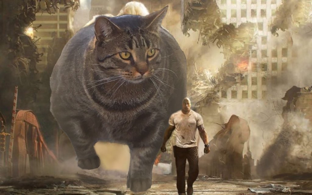 Кот качок