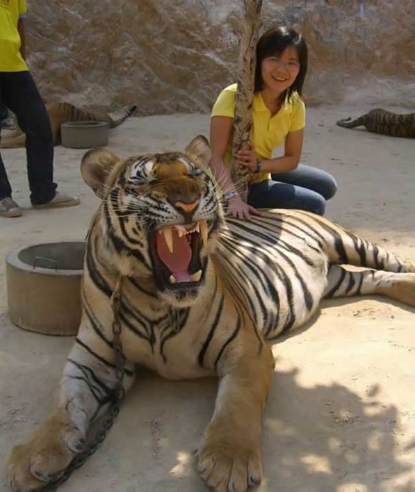Абсолютно ручные тигры!